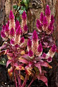 Celosia cristata Cockscomb