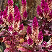 Celosia cristata Cockscomb