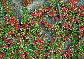 Cotoneaster horizontalis Wall Spray