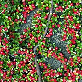 Cotoneaster horizontalis Wall Spray