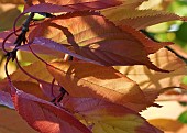 Prunus Pandora Flowering Cherry Tree leaves