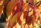 Prunus Pandora Flowering Cherry Tree leaves