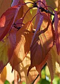 Prunus Pandora Flowering Cherry Tree leaves