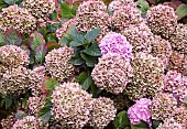 Common Hydrangea macrophylla