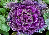 Ornamental Cabbage Northern Lights