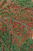 Cotoneaster horizontalis Wall Spray