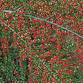 Cotoneaster horizontalis Wall Spray