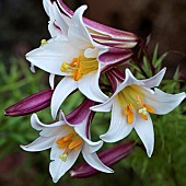 Lilium Regal Lilly