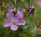 Geranium oxonianum Claridge Druce Cranesbill