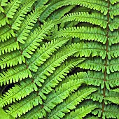 Fern foliage