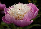 Peony Paeonia Bowl of Beauty , Lactiflora Group (S)