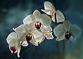 Orchid Phalaenopsis Happy Girl