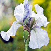 Bearded Iris English Cottage