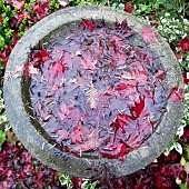 Acer leaves in bird bath