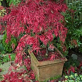 Acer palmatum Dissectum Garnet