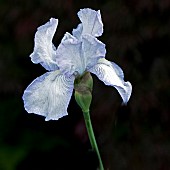 Bearded Iris English Cottage