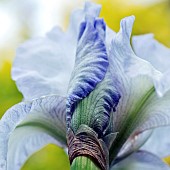 Bearded Iris English Cottage