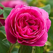 Rose Rose Ausboard GERTRUDE JEKYLL