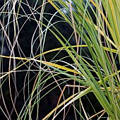 Cortaderia selloana White Feather