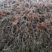 Frost covered Acer with dead foliage