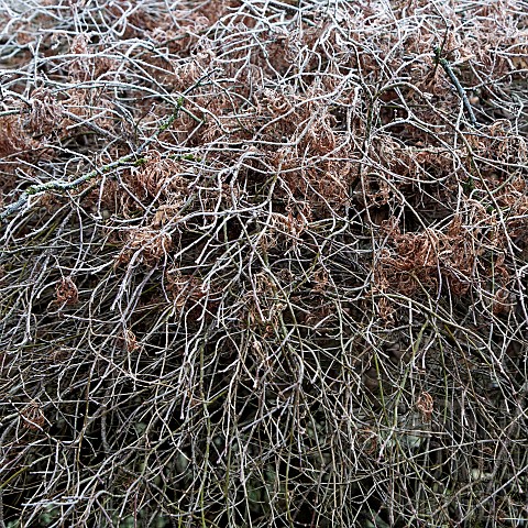 Frost_covered_Acer_with_dead_foliage