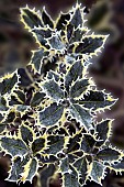 Winter frost covered Holly leaves