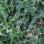 Winter frost covered Ivy