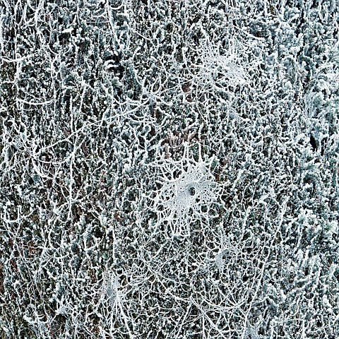 Winter_frost_covered_conifer