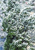 Frost covered branches in winter