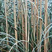 Winter frost covered ornamental grass