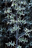 Winter frost covered Holly tree