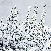 Patterns created by snow on garden plant