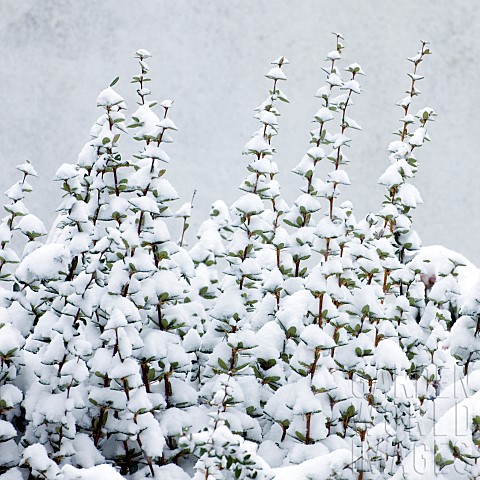 Patterns_created_by_snow_on_garden_plant