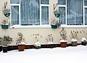 Front garden with hanging baskets and many Snow covered containers