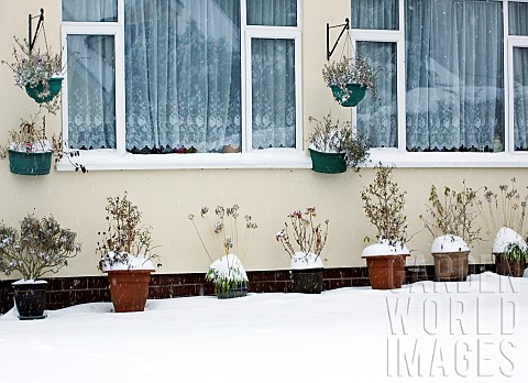 Front_garden_with_hanging_baskets_and_many_Snow_covered_containers