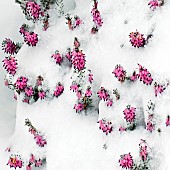 Winter Heather covered in snow