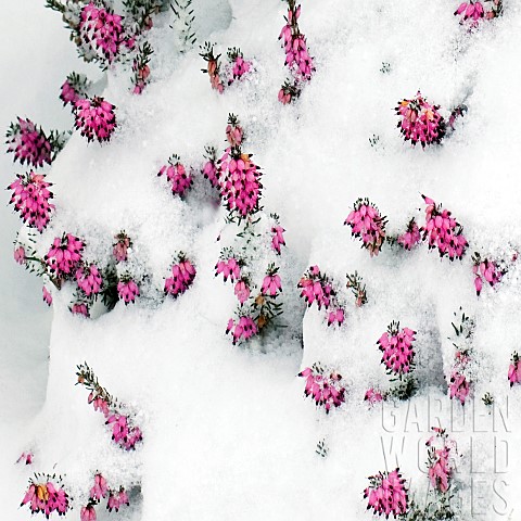 Winter_Heather_covered_in_snow
