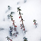 Cotoneaster young plants in snow