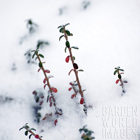Cotoneaster_young_plants_in_snow