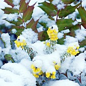 Mahonia aquifolium snow covered