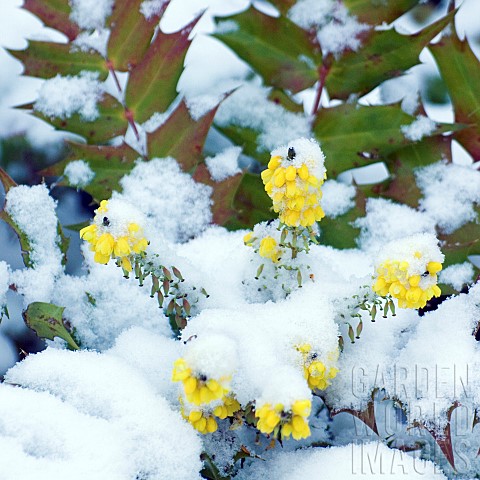 Mahonia_aquifolium_snow_covered