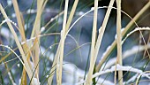 Cortaderia selloana of snow covered