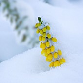Mahonia Aquifolium snow covered