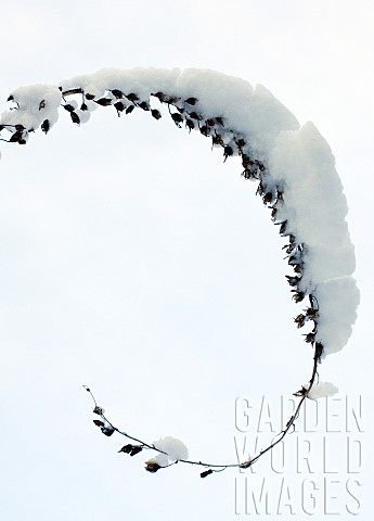 Bending_under_the_weight_of_a_heavy_snow_seedheads