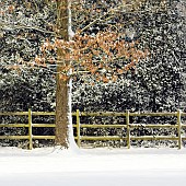 Snow covered tree branches with remnants of autumn colour