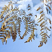 Heavy snow covered Fern