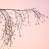 Bare Silver Birch trees top branches