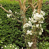 Clematis montana Alba