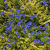Lithodora diffusa Heavenly Blue Blue Lithospermum