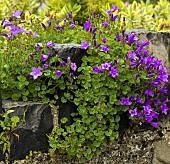 Campanula portenschlagiana